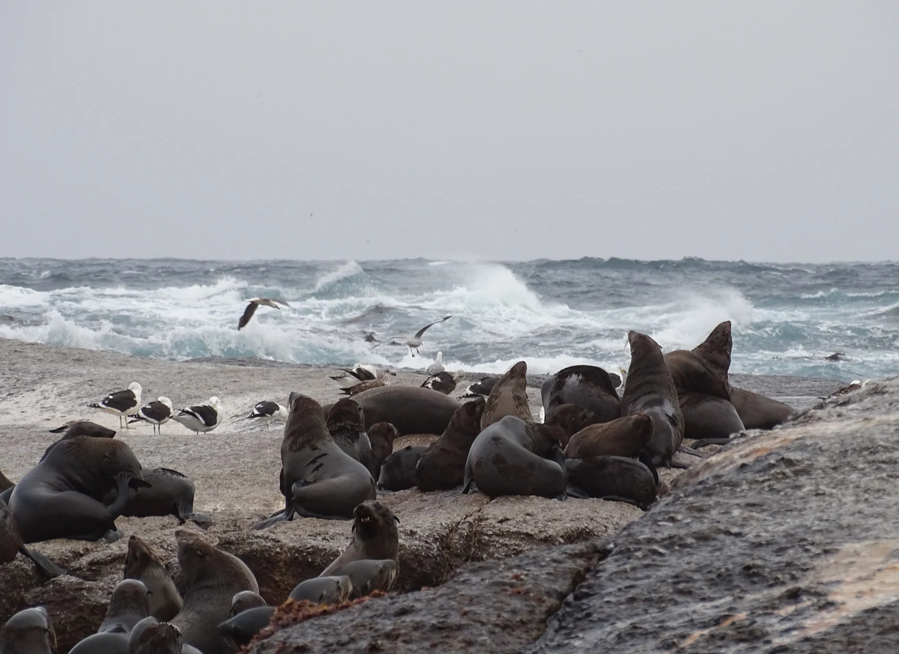 Duiker Island · Cape fur seals